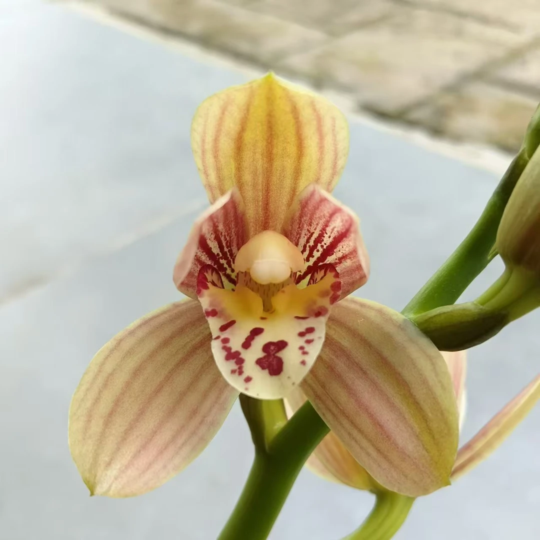 【秋榜红韵荷】易开花 易养活花香浓  花期10-12月