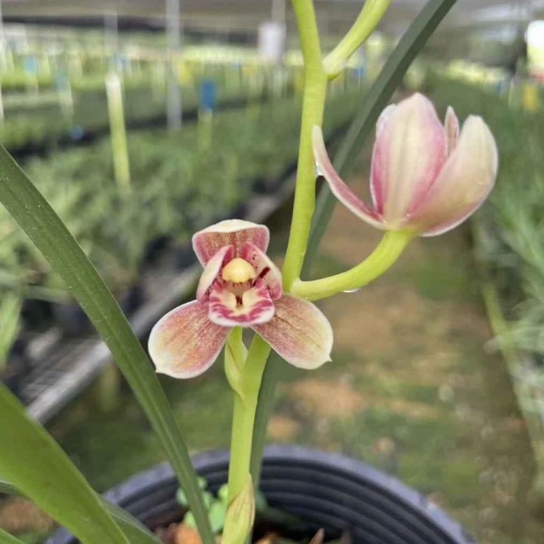 建兰【汇翠粉荷】经典铭品 花期6-11月份 浓香型