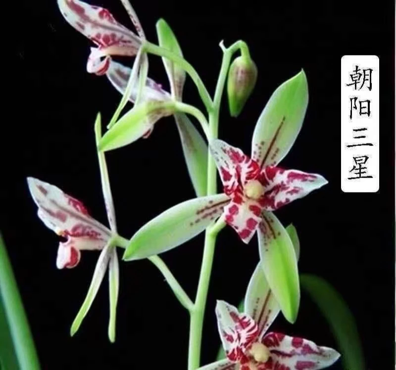 建兰【朝阳三星】浓香型花期6-11月份四季兰蝶花桌面盆栽