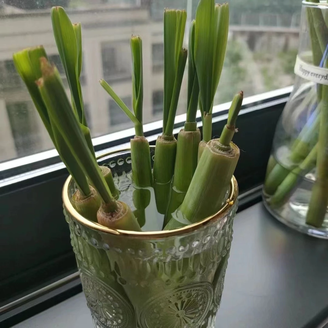 水培香茅草泰国柠檬香草可食用冬阴功驱蚊懒人绿植盆栽苗好养植物