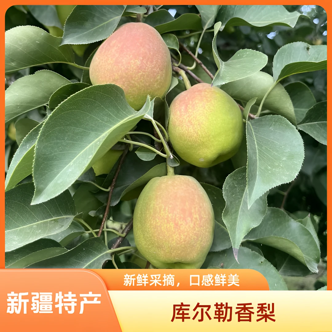 新疆库尔勒香梨特级果现摘现发原产地新疆特产新疆水果精品香梨