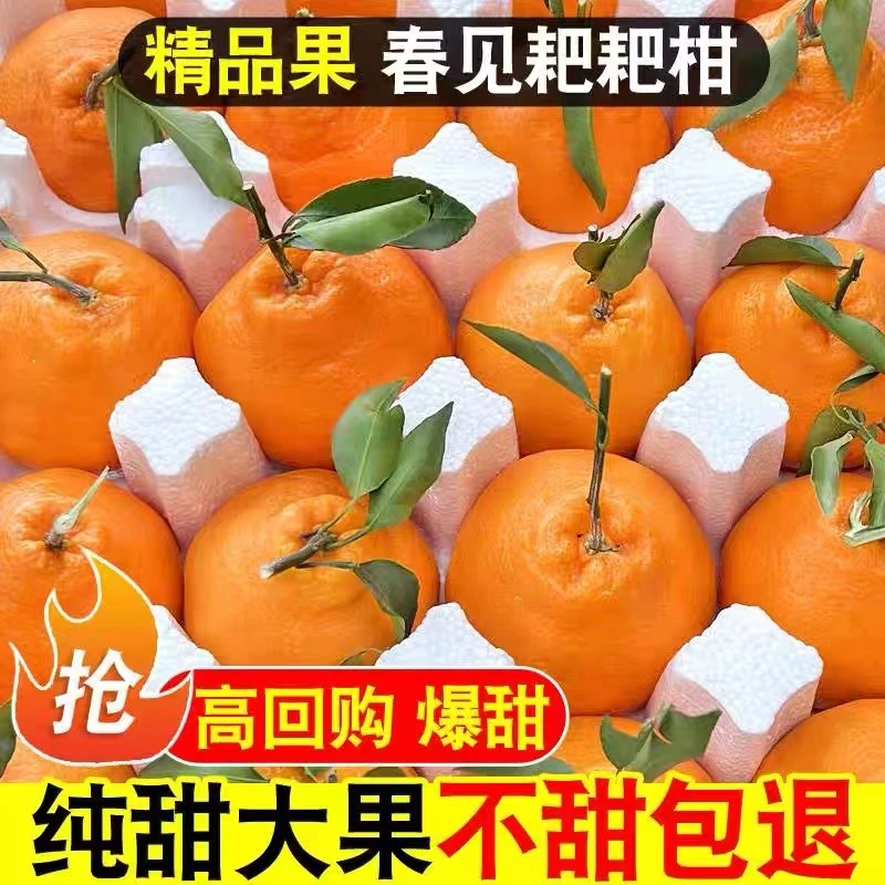 四川春见耙耙柑正宗新鲜当季桔新鲜橘子粑粑柑水果爆汁榨汁丑橘