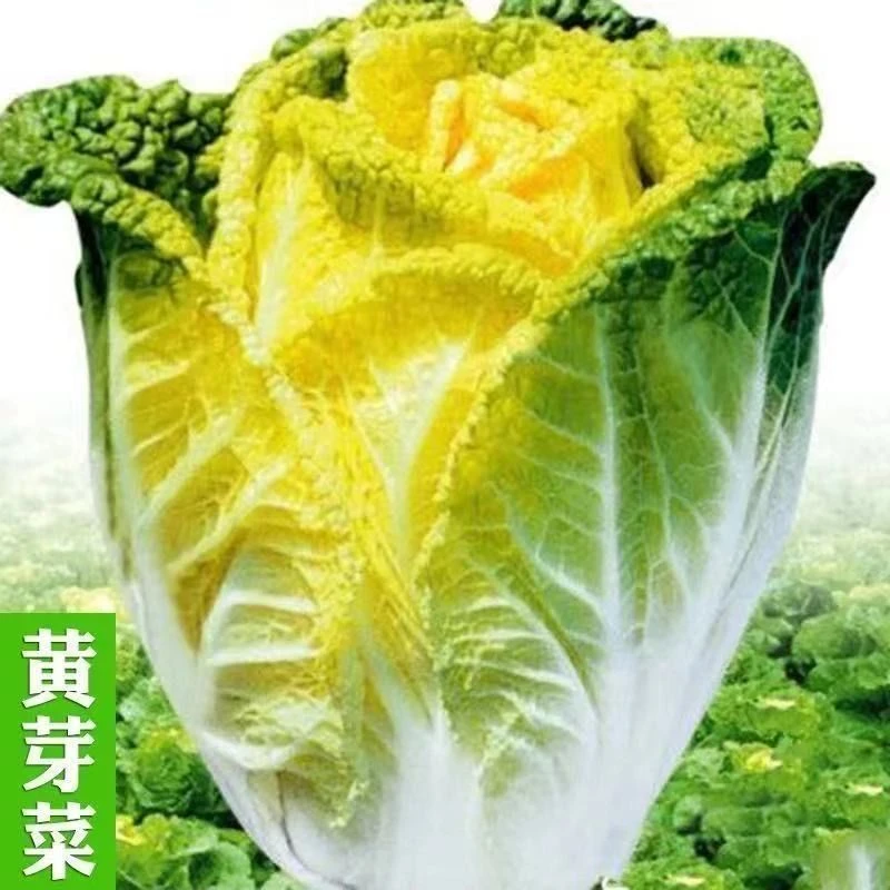 【新疆包邮】黄芽14白菜耐热耐寒农家高产黄芽菜四季种植蔬菜种子