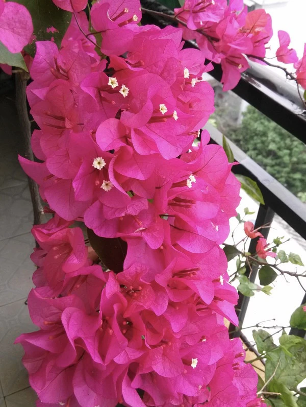 2号四季勤花三角梅老桩易发芽 爬藤花庭院观赏花卉可田园地栽