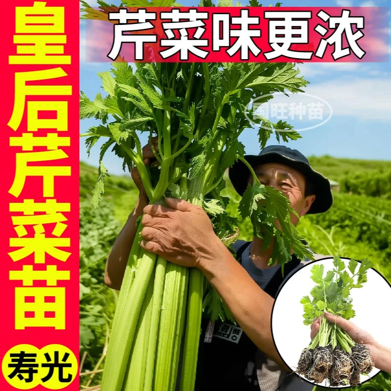 寿光高产皇后大西芹菜秧苗四季小香芹土芹红芹种苗小院四季盆栽苗