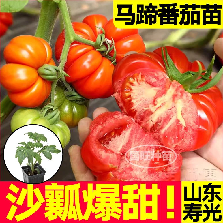 老品种马蹄番茄苗秧丑柿子牛排西红柿种苗四季盆栽阳台春秋蔬菜苗
