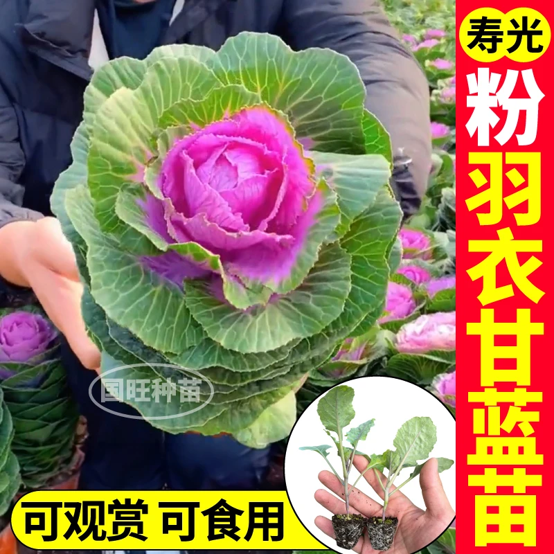 赛牡丹粉羽衣甘蓝苗种籽白牡丹羽衣甘蓝绿羽低脂营养蔬菜四季阳台