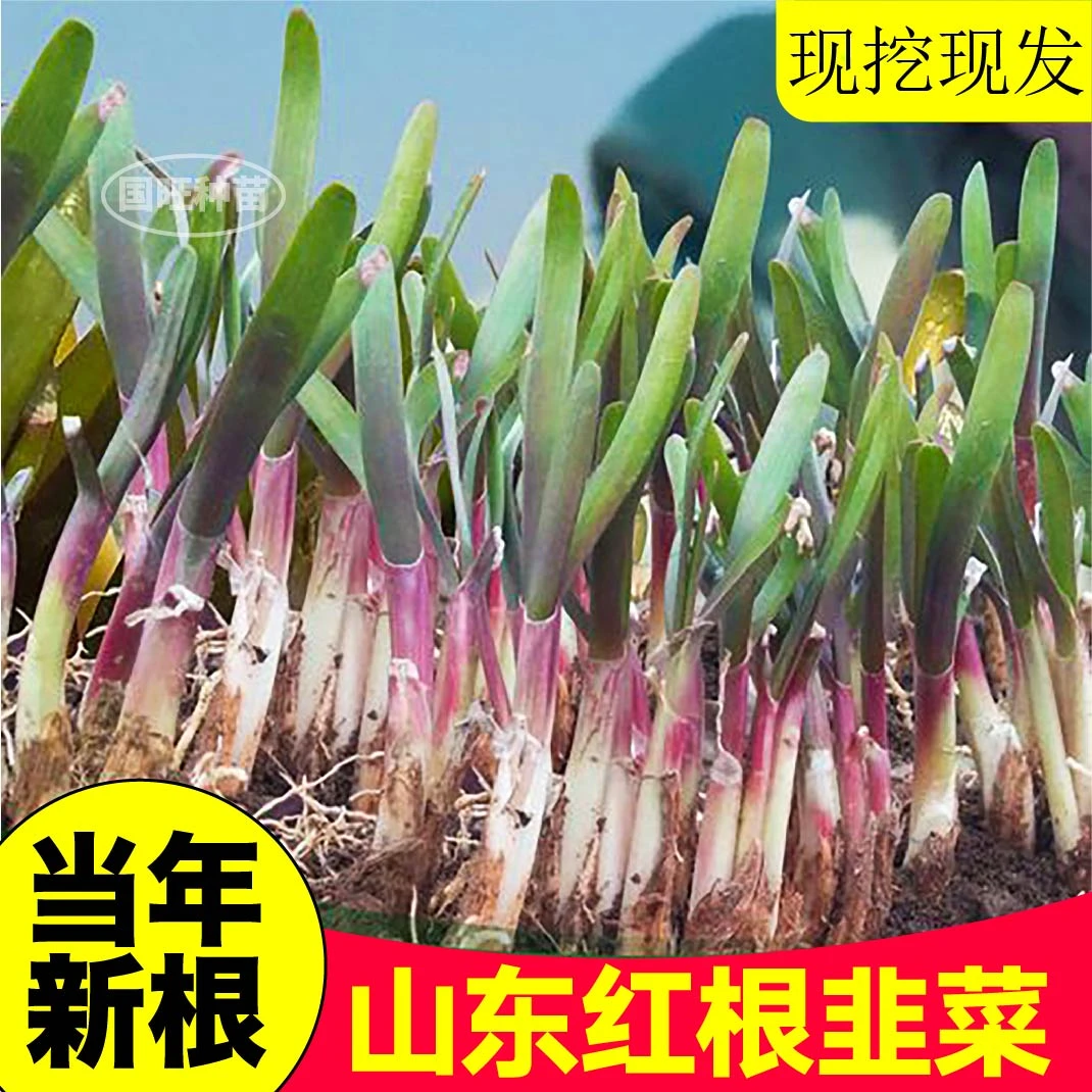 寿光现挖新根宽叶紫红根韭菜粗跟四季室内阳台盆栽室外易活蔬菜苗