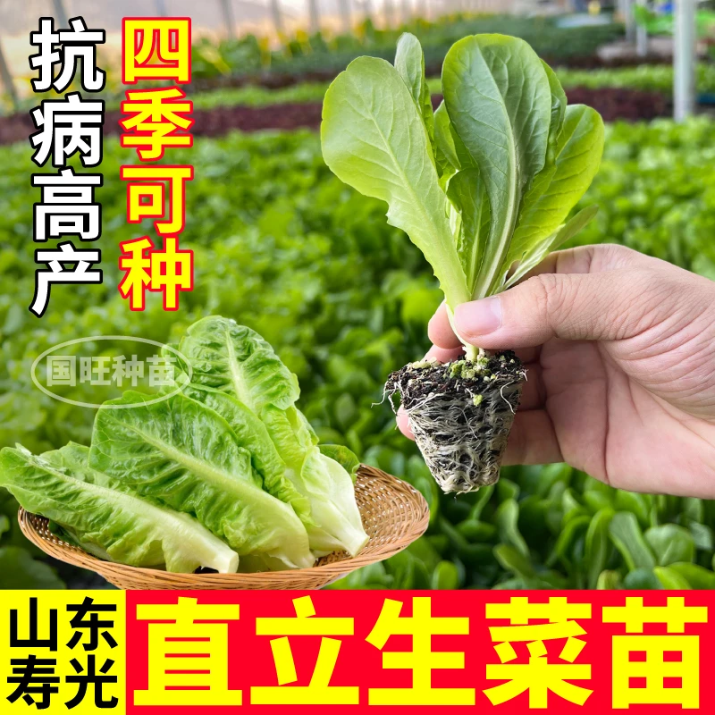 耐寒易种直立生菜苗秧甜脆好吃孔雀罗马奶油大速生菜种子四季盆栽