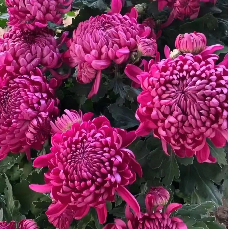 九月大菊（紫绣球）小苗俩颗带土发货