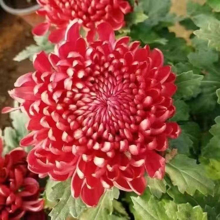 【红绣球粉绣球】菊花盆栽耐寒带花苞发货
