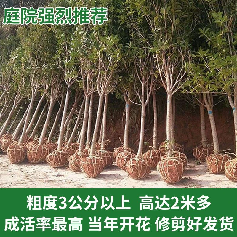 原生丹桂桂花树苗嫁接老桩金桂盆栽四季常青庭院阳台浓香型花卉