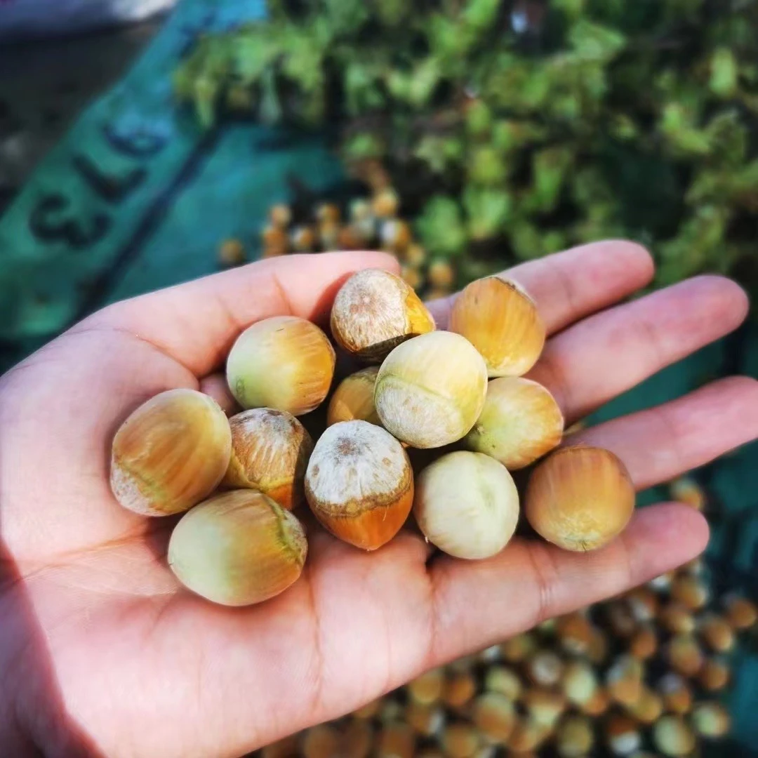 大榛子胡5斤顺丰包邮送夹子