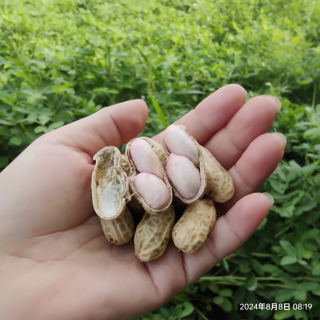 2024年新小花生带壳干花生可煲汤炒花生营养美味