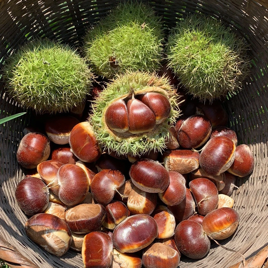 大别山/自然生态板栗/老板栗/包邮