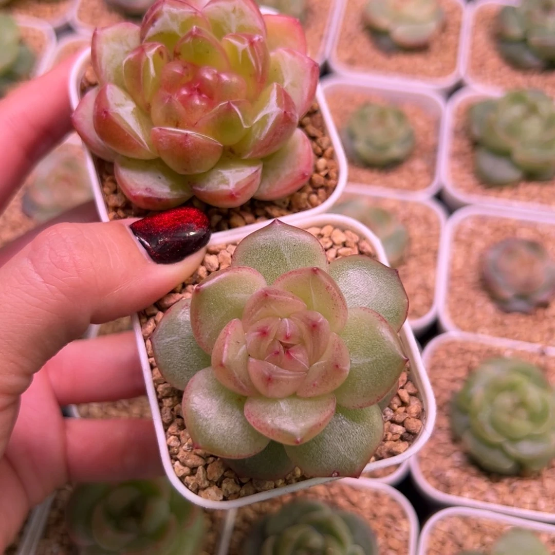 晦明专拍一物一拍