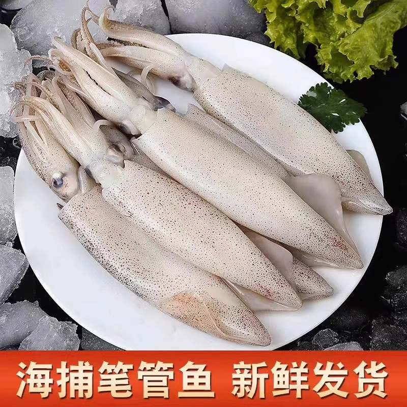 甄选品质 新鲜海兔 籽乌 笔管鱼净重500g/包