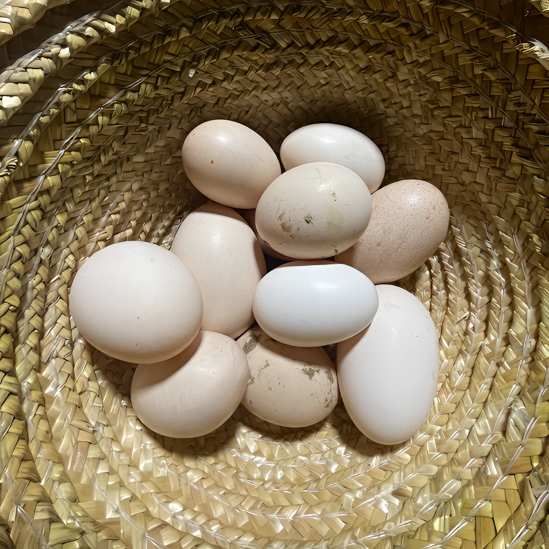 土鸡蛋 初生蛋30