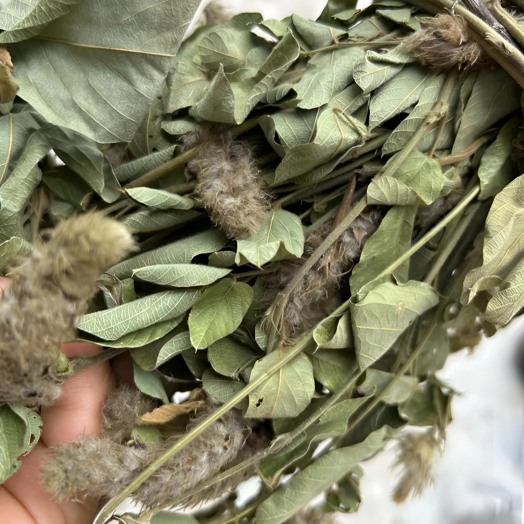 新货狸尾草根茎羊咩香营养当季新鲜干货500g克包邮