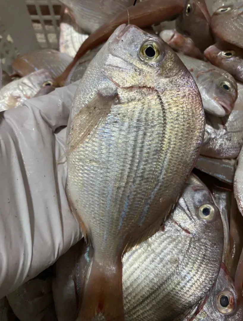 神泉本港红脚立 5斤装