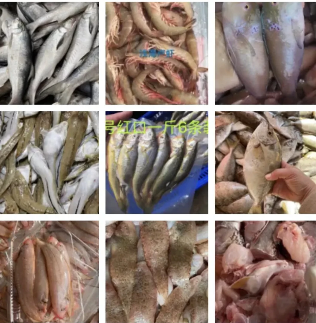 惠来县神泉本港 更多鱼类选购（直播间改价）
