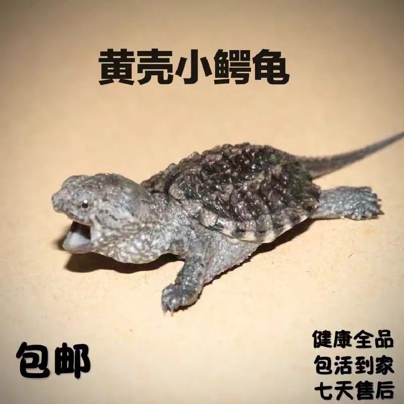 精品佛鳄头苗福利价