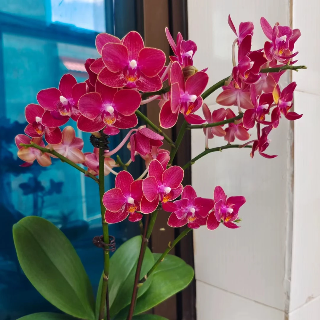 新品--香甜甜蝴蝶兰2.8寸苗   带香味蜡质花
