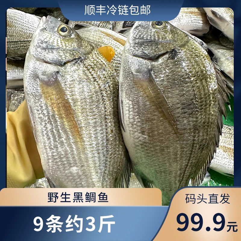 广东博贺港鲜活速冻黑鲷鱼/海鲷鱼/黑黄鲷鱼 6条约3斤（顺丰包邮）