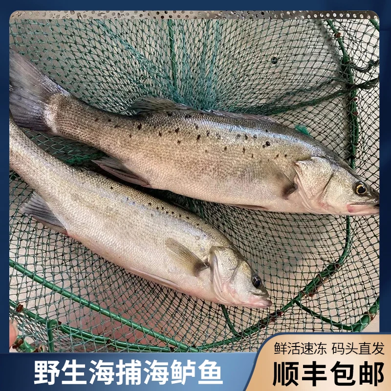 广东博贺港深海海钓海鲈鱼 4条（500-600g/条） 顺丰京东冷链