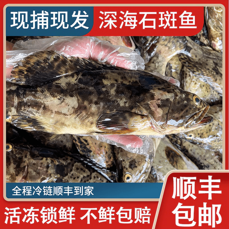 特大号广东博贺港鲜活速冻龙胆石斑鱼3大条（1.6-2斤/条）
