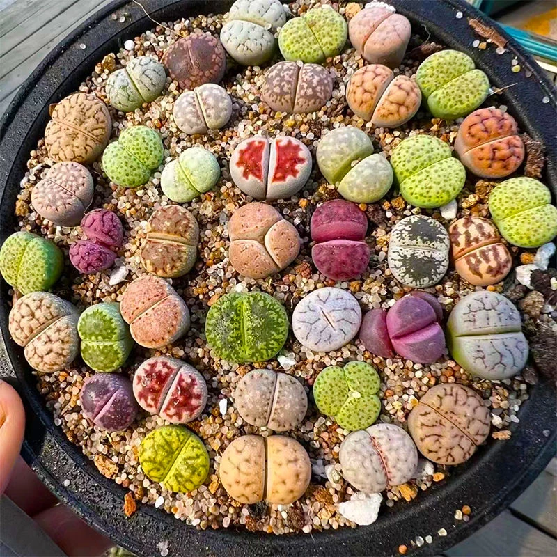 生石花母本大颗石生花屁股花多肉植物批发多肉试种多肉福利好养活