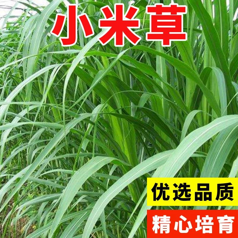 小米草种籽养殖水草虾蟹雀叶稗湖南稷子牧草种子水草草籽喂鱼草种