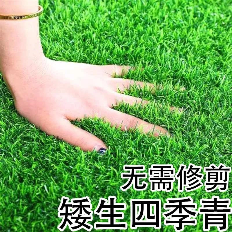 草坪种子四季常青草籽矮生进口庭院护坡绿化免修剪进口马尼拉