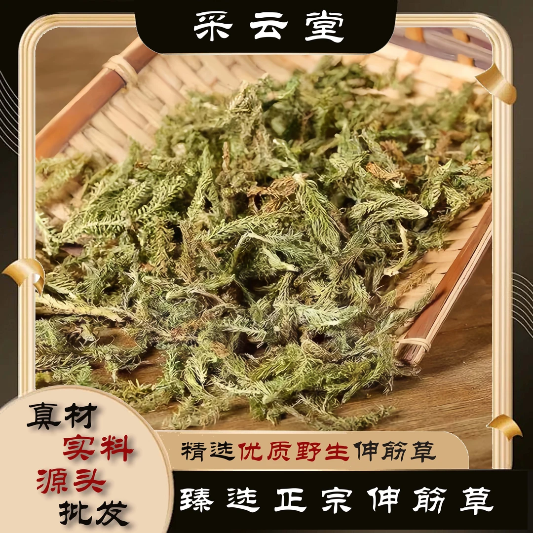 伸筋草 色绿新货 野外采收 石松伸筋草鱼腥草