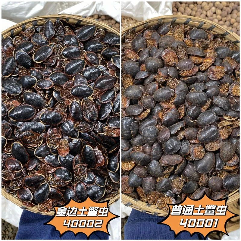 土元源头厂家新货土鳖虫养殖土别虫土鳖子生晒中大个鱼腥草土元虫