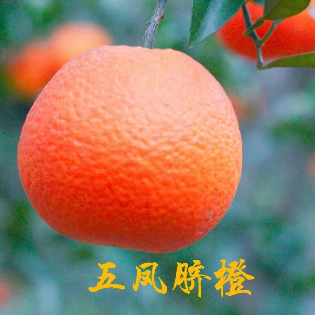四川金堂五凤脐橙汁水饱满薄皮多汁酸甜脆爽果园直发整箱包邮