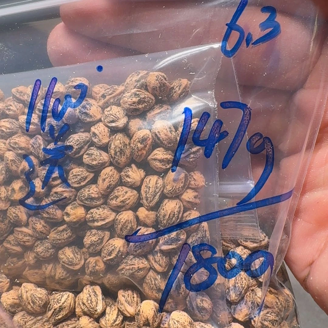 柏香籽/百香籽吊坠6.3 147/180g