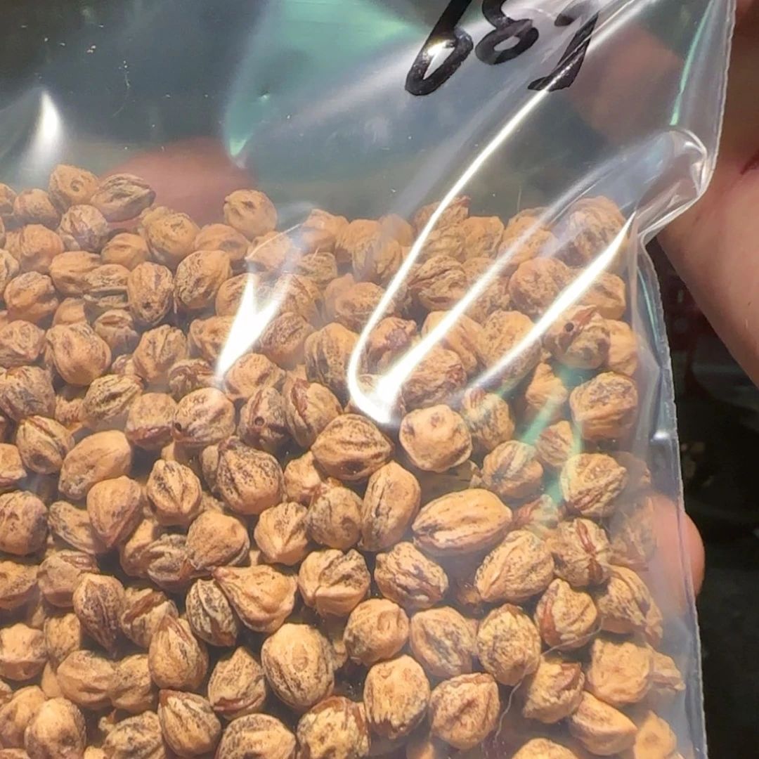 【闪购商品】柏香籽/百香籽吊坠*️****6.3 68g