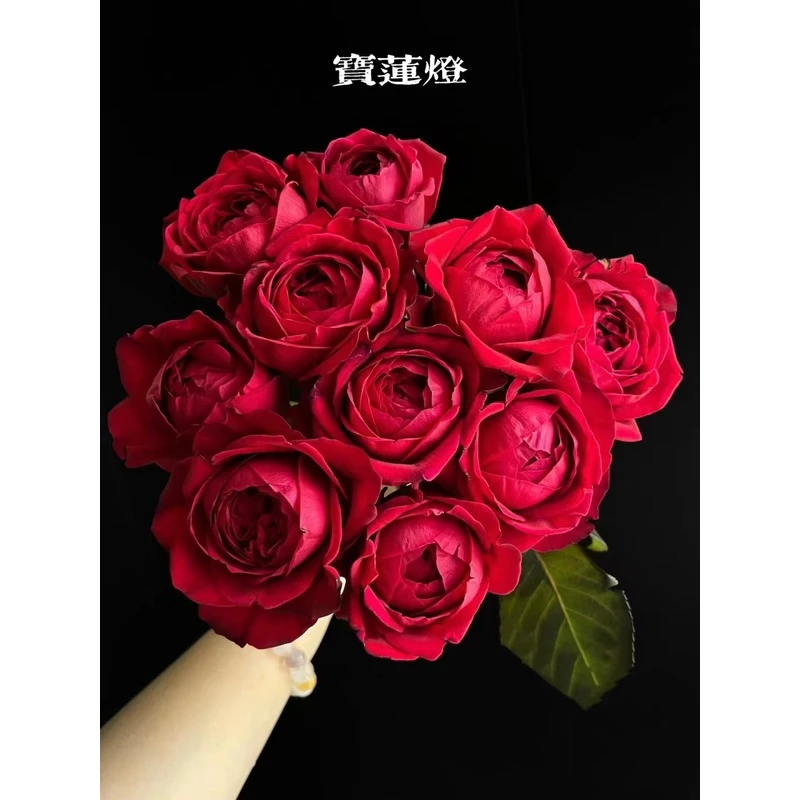 老花痴 宝莲灯 切花抗病月季玫瑰绿植花卉盆栽阳台地栽花苗庭院