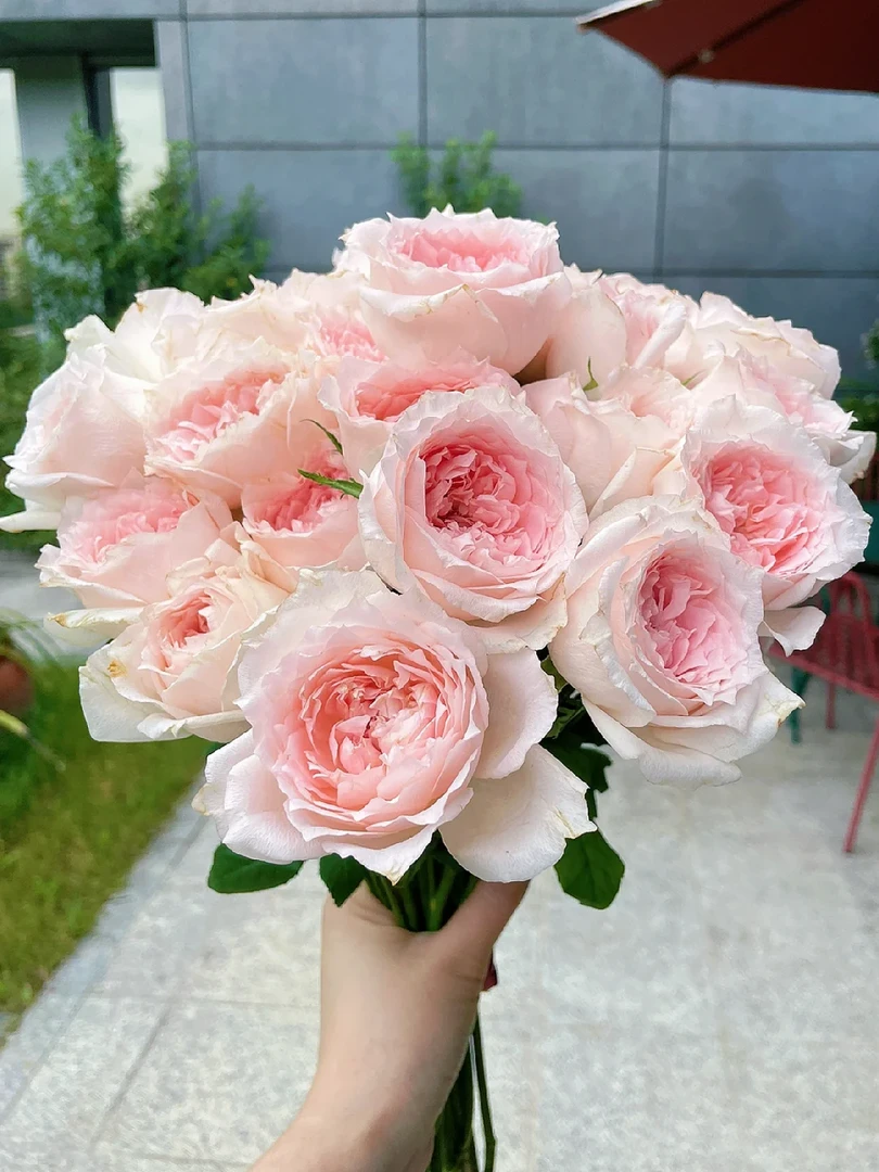 老花痴 涌流 超新品大花月季花苗绿植花卉玫瑰阳台庭院盆栽地栽