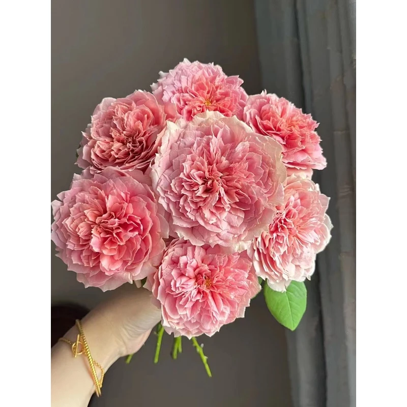 老花痴 煎饼磨坊 新品抗病耐晒玫瑰月季花卉绿植盆栽地栽阳台花苗