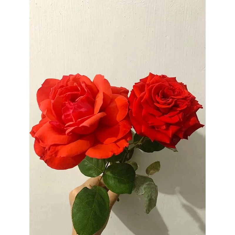 老花痴 绯扇 大花耐开月季玫瑰绿植花卉盆栽阳台地栽花苗庭院