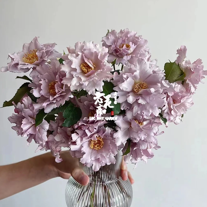 老花痴 玫瑰时装  新品河本大花月季花苗绿植花卉玫瑰阳台庭盆栽