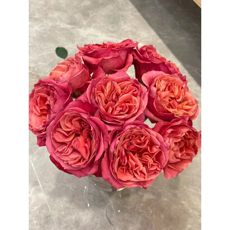 老花痴 黑暗爆炸  超新品切花月季花苗绿植花卉玫瑰阳台庭院盆栽