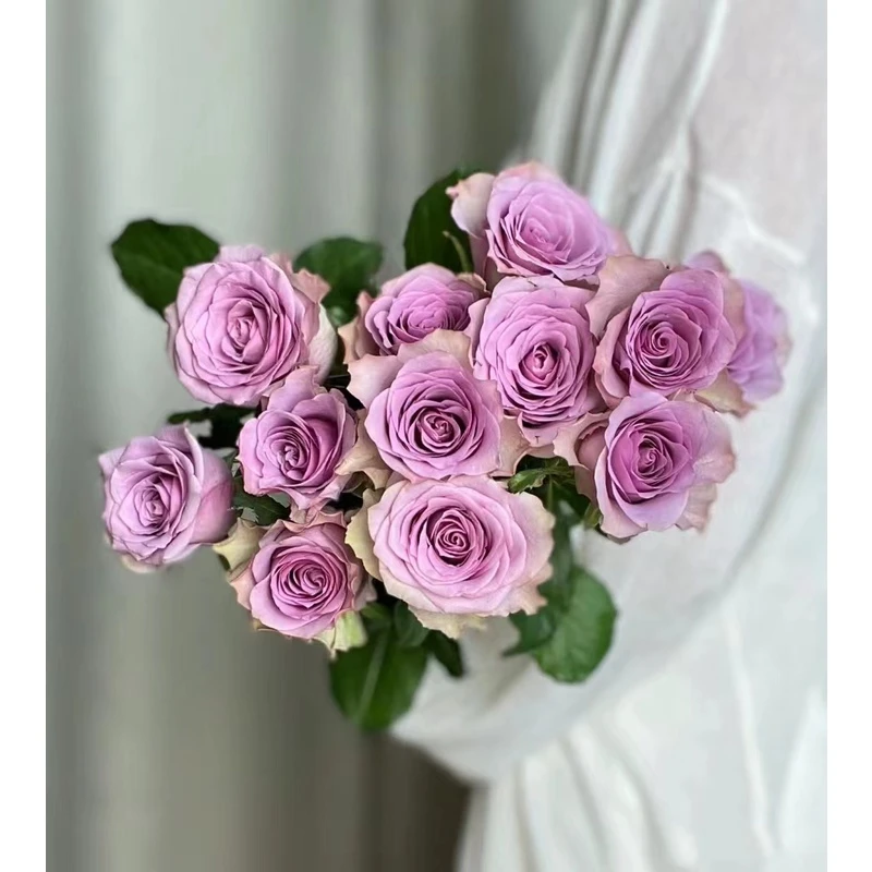 老花痴 紫霞仙子 花期长月季玫瑰绿植花卉盆栽阳台地栽花苗