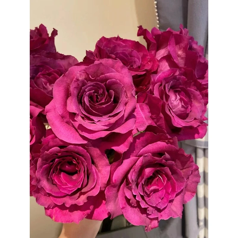 老花痴 玛米蓝 大花浓香月季玫瑰绿植花卉盆栽阳台地栽花苗庭院