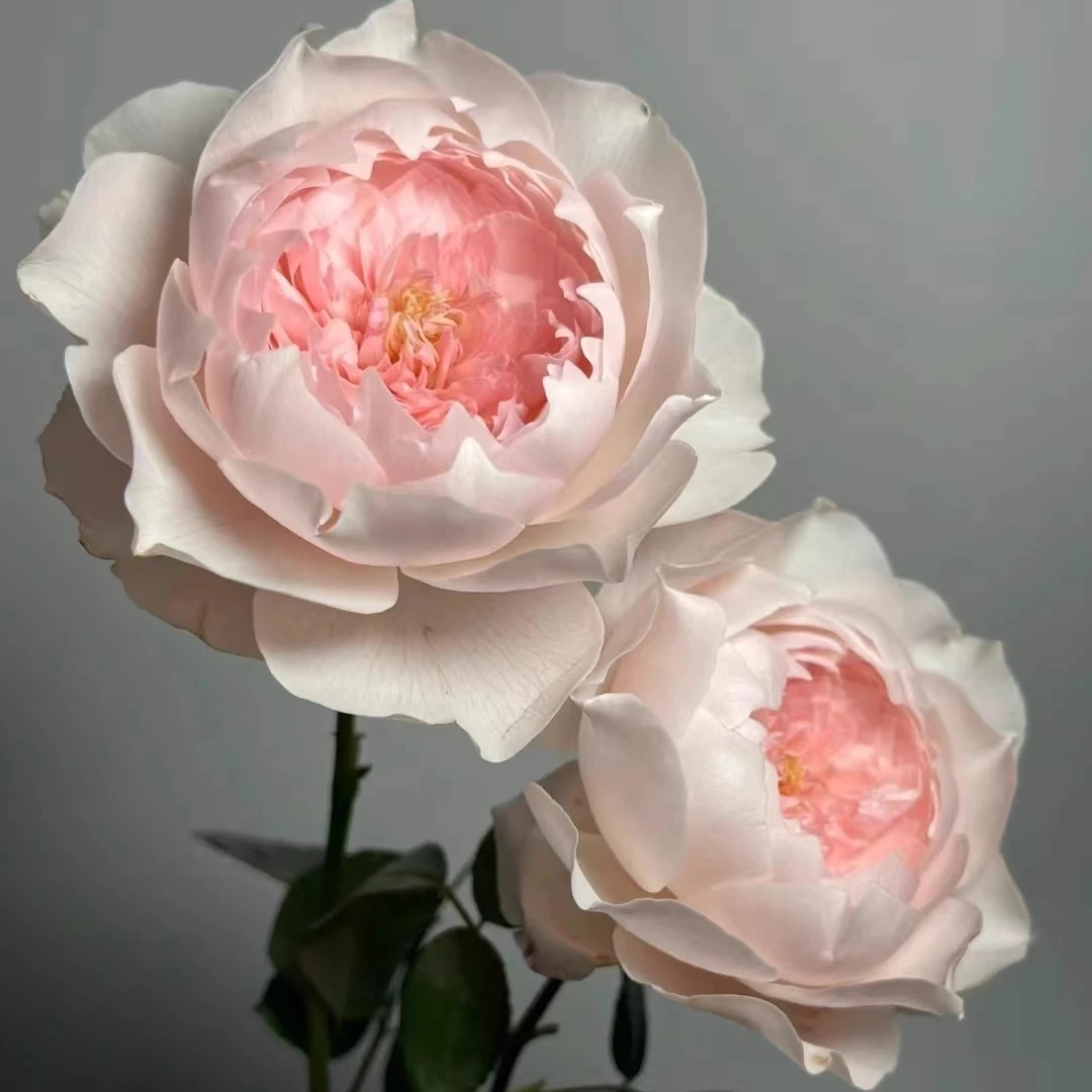 老花痴【新品根接苗合集】热门切花玫瑰月季耐热抗病花苗绿植盆栽