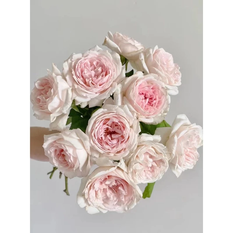 老花痴 伊芙婚礼盒  大花浓香月季花苗绿植花卉玫瑰阳台庭院盆栽