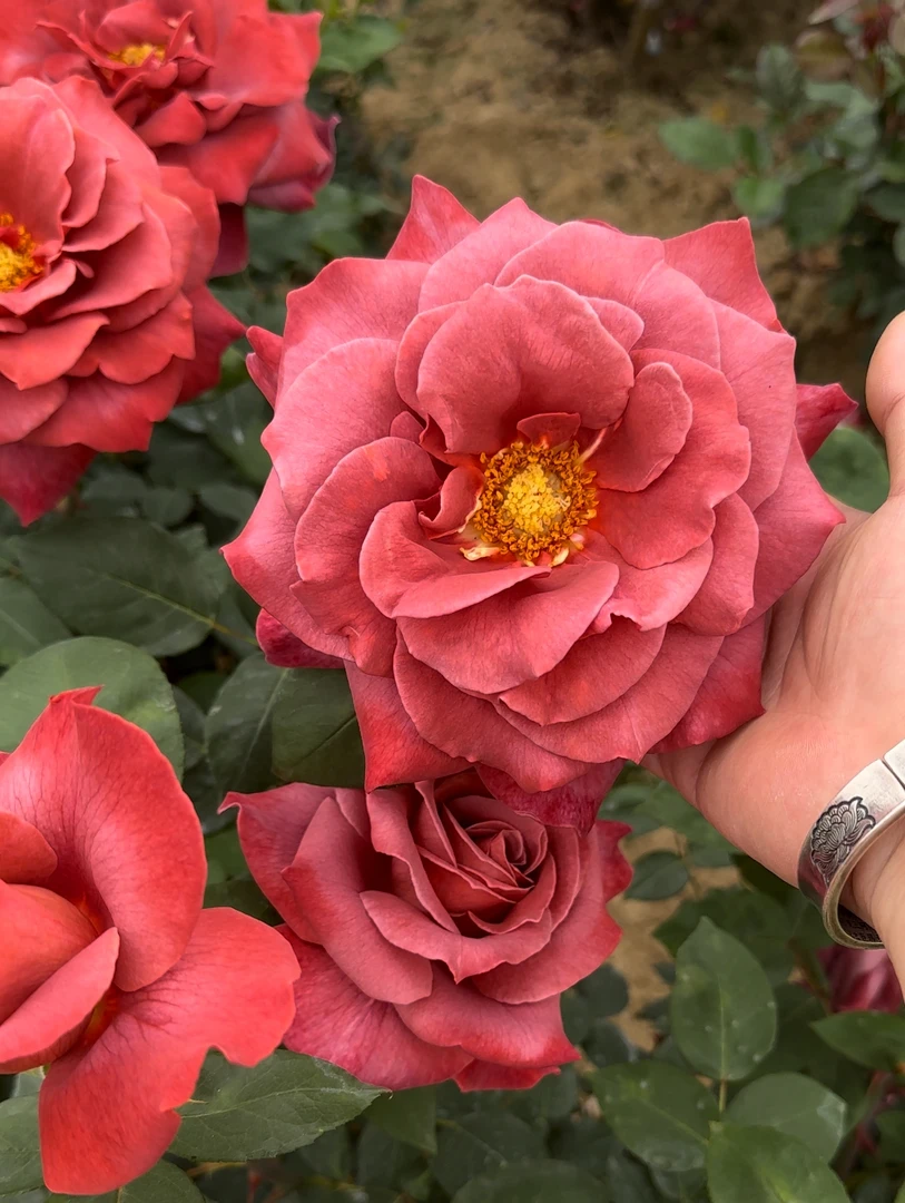 老花痴红茶超新品大花浓香植株月季花苗绿植花卉玫瑰阳台庭院盆栽