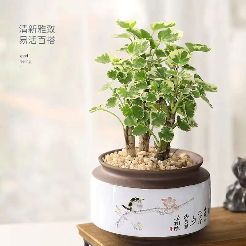 花叶福禄桐绿植基地直销正宗老桩第一名高颜值带根发货办公室适合
